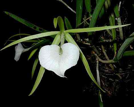 Brassavola nodosa